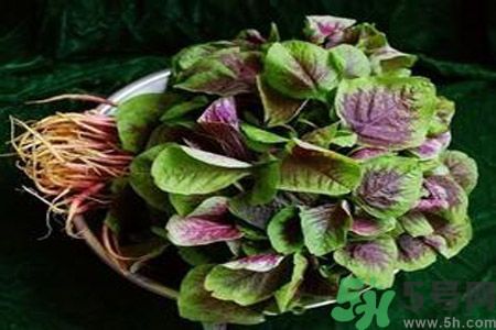 糖尿病可以吃莧菜嗎？糖尿病吃莧菜好嗎？