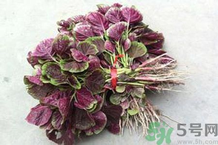 莧菜汁為什么是紅色？莧菜汁的顏色為什么是紅色？