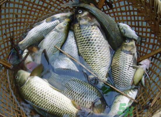 魚(yú)能和萵苣一起煮嗎？魚(yú)可以和萵苣一起吃嗎？