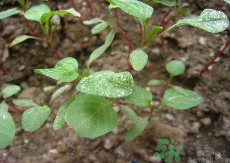 莧菜葉子上有白點是怎么回事？莧菜葉子上有白點可以吃嗎？