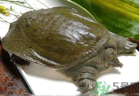 莧菜和甲魚一起吃會中毒嗎？吃了莧菜了甲魚怎么辦？