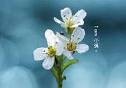 小滿喝什么茶？小滿喝什么茶好？