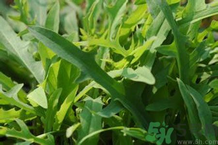 寶寶可以吃苦菜嗎？寶寶多大可以吃苦菜？