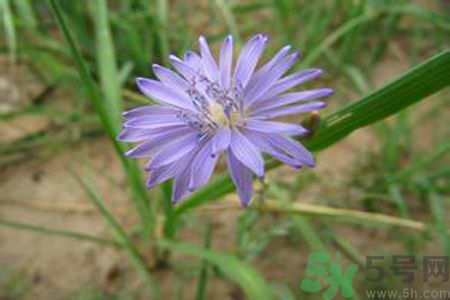 紫花苦菜和黃花苦菜哪個好 紫花苦菜和黃花苦菜哪個好