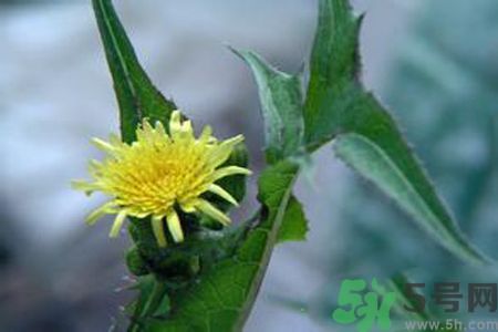 皮膚過敏可以吃苦菜嗎？吃苦菜會皮膚過敏嗎？