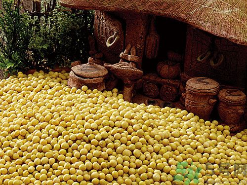 黃豆是發物嗎?黃豆是堿性還是酸性
