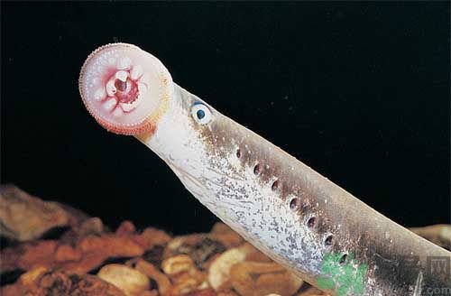 英吸血鬼魚暴增 什么是吸血鬼魚？