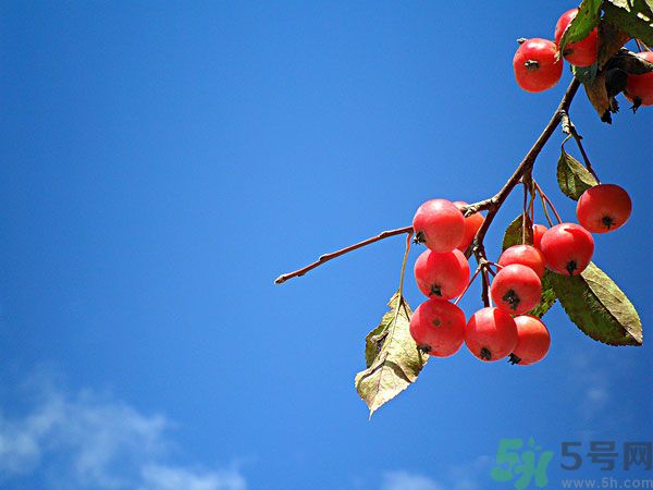 尿酸高能吃山楂嗎？痛風能吃山楂嗎？