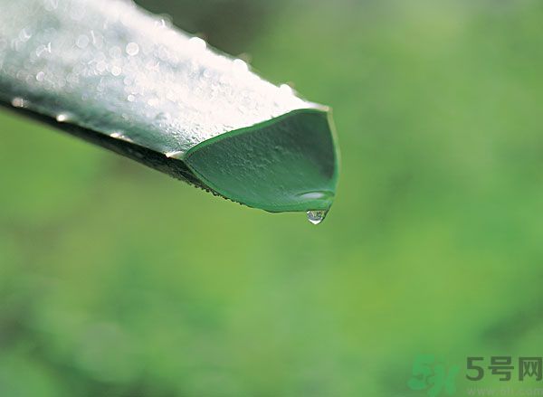 蘆薈可以吃嗎？蘆薈怎么吃？
