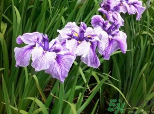 什么樣的菖蒲好？怎樣選購菖蒲？