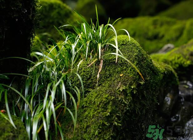 什么樣的菖蒲好？怎樣選購菖蒲？