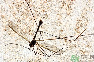蚊子討厭什么氣味？蚊子討厭什么顏色？