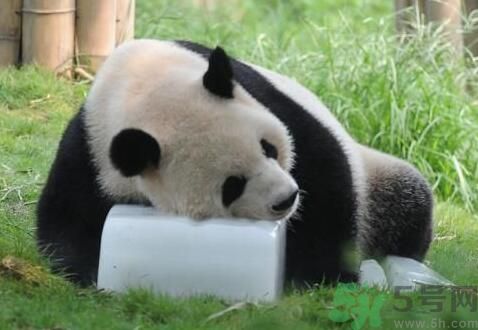 中暑可以吃水果嗎？中暑吃什么水果好？