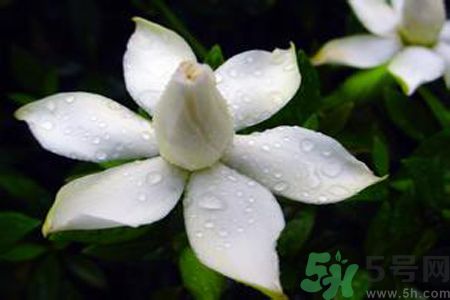 梔子花可以減肥嗎？梔子花怎么減肥？