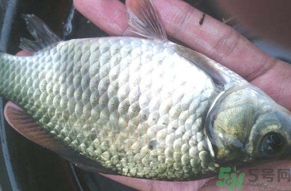鱔魚可以和鯽魚一起吃嗎?鱔魚能和鯽魚同吃嗎? 鱔魚可以和鯽魚一起吃嗎?鱔魚能和鯽魚同吃嗎?