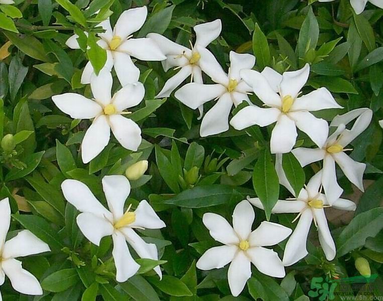 梔子花的葉子為什么會發(fā)黃？梔子花的葉子發(fā)黃了怎么辦？