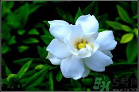 梔子花的葉子為什么會(huì)發(fā)黃？梔子花的葉子發(fā)黃了怎么辦？