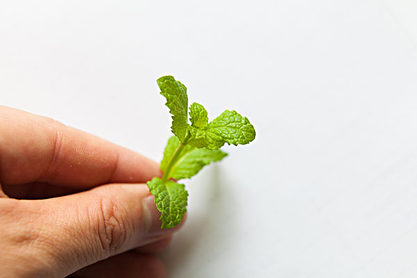 薄荷能治蕁麻疹嗎？蕁麻疹喝薄荷茶有用嗎？
