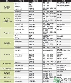 薄荷能美白嗎？薄荷的功效與作用