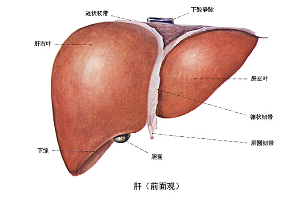 臉上長痘能吃南瓜嗎？臉上長痘吃南瓜好不好？