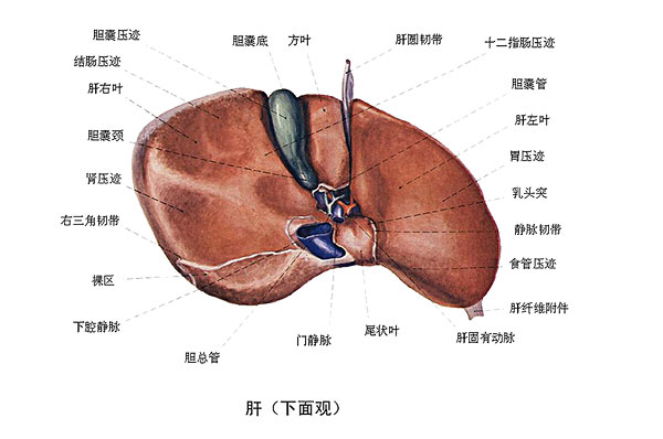 臉上長痘能吃南瓜嗎？臉上長痘吃南瓜好不好？