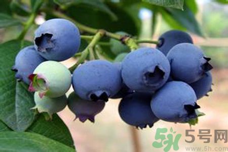 藍莓上面的白色的東西是什么？藍莓上面的白色的東西可以吃嗎？