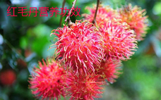 吃紅毛丹的禁忌 怎么挑紅毛丹