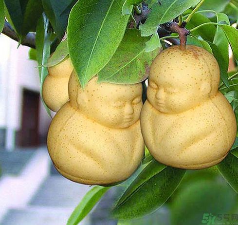哺乳期可以吃人參果嗎？哺乳期吃人參果好嗎？