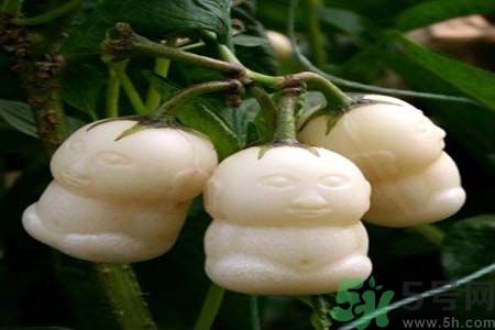 哺乳期可以吃人參果嗎？哺乳期吃人參果好嗎？