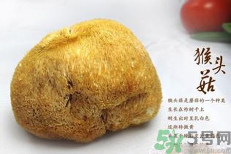 猴頭菇是發物嗎？猴頭菇是不是發物？
