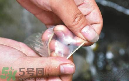 3個月懷孕2次 怎么辨別避孕套優劣？