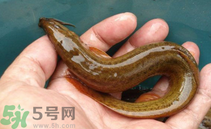 泥鰍死了還能吃嗎？死泥鰍能不能吃？