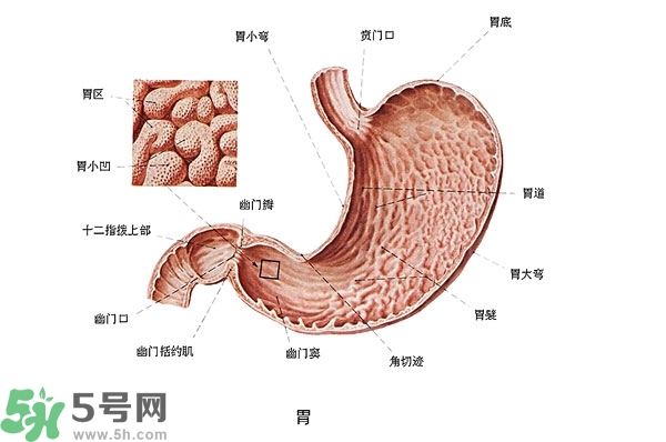 防胃癌的食物有哪些？多吃什么預防胃癌？