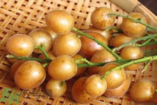 黃皮果是熱性還是涼性？黃皮果是涼性嗎？