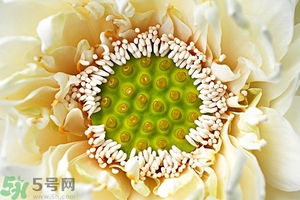 蓮蓬是什么東西？蓮蓬是什么顏色的？