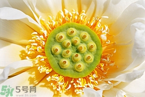 蓮蓬可以多吃嗎？蓮子吃多了會(huì)怎樣？