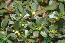 馬齒莧是酸性還是堿性？馬齒莧是堿性嗎？
