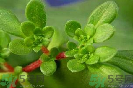 馬齒莧是酸性還是堿性？馬齒莧是堿性嗎？