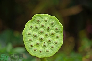 蓮蓬可以多吃嗎？蓮子吃多了會(huì)怎樣？