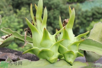 火龍果會發芽嗎?火龍果發芽了能吃嗎