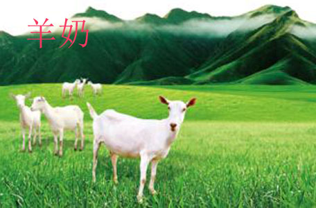 乳糖不耐受可以喝羊奶嗎 乳糖不耐受喝羊奶還是牛奶