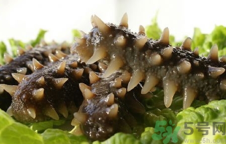 海參是發物嗎?海參是不是發物?