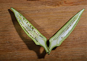 秋葵是轉(zhuǎn)基因食品嗎？秋葵是壯陽(yáng)的嗎?