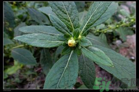 鹿活草多少錢？鹿活草有什么用？