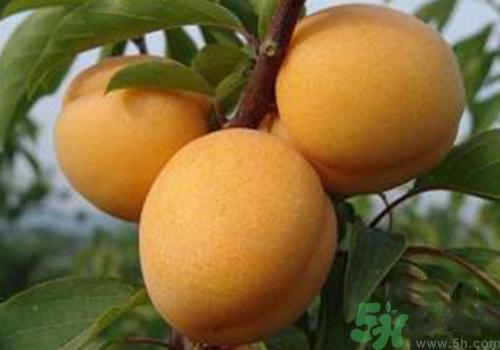 杏子上有黑點(diǎn)是怎么回事？杏子上有斑點(diǎn)可以吃嗎？
