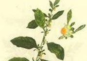 鹿活草多少錢(qián)？鹿活草有什么用？
