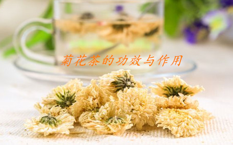 金絲皇菊有蟲(chóng)子正常嗎 如何選擇好的金絲皇菊