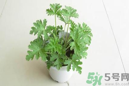 驅(qū)蚊草孕婦可以聞嗎？驅(qū)蚊草對孕婦有害嗎？