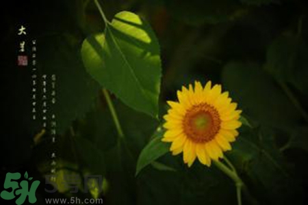 大暑吃什么水果？大暑吃什么水果養(yǎng)生？