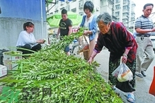夏天可以用艾草驅蚊嗎？夏天可不可以用艾草驅蚊？